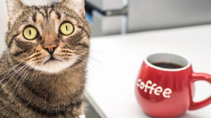 10 Dangerous Snacks You Should Never Feed Your Cat