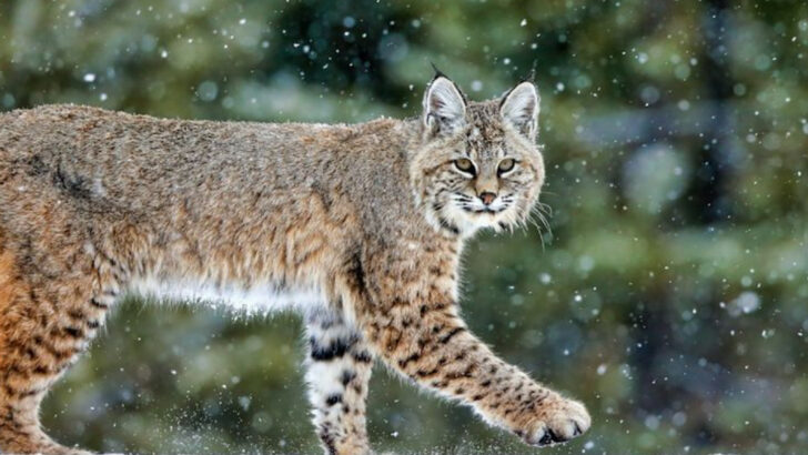 10 Majestic Cats Still Found in North America – And 6 That Are No Longer With Us