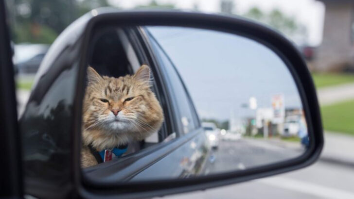 10 Must-Have Car Accessories For Cat Owners