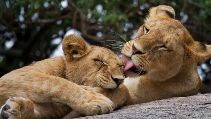 10 Predators That Will Surprise You With Their Friendly Side