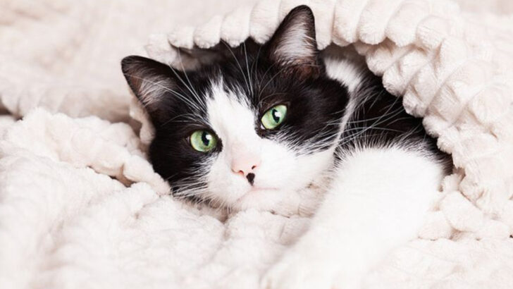 10 Quiet Signs That Rescue Cats Are Starting to Trust You
