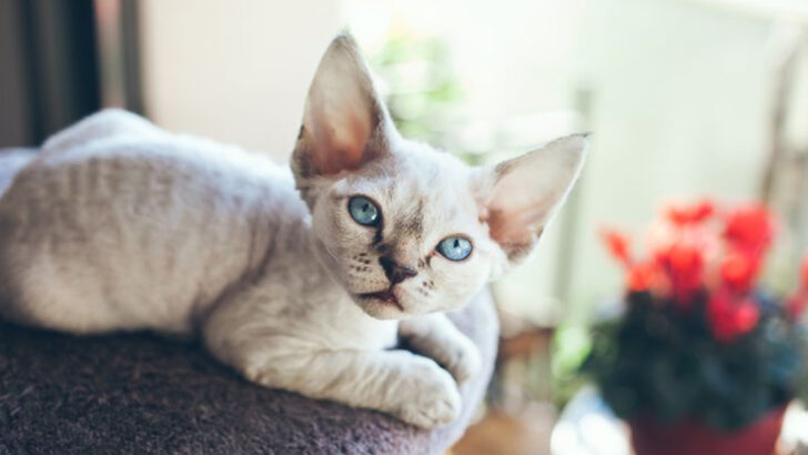 10 Small Cat Breeds That Make Great Family Companions