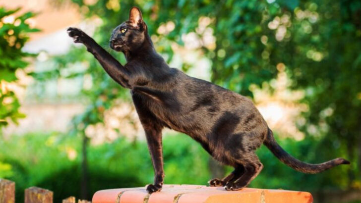 10 Smart Cat Breeds That Love a Challenge & 8 That Prefer to Relax
