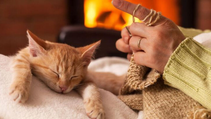 10 Sure Signs Your Cat Trusts You