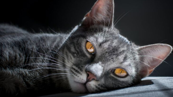 10 Surprising Benefits of Sharing Your Space with a Cat