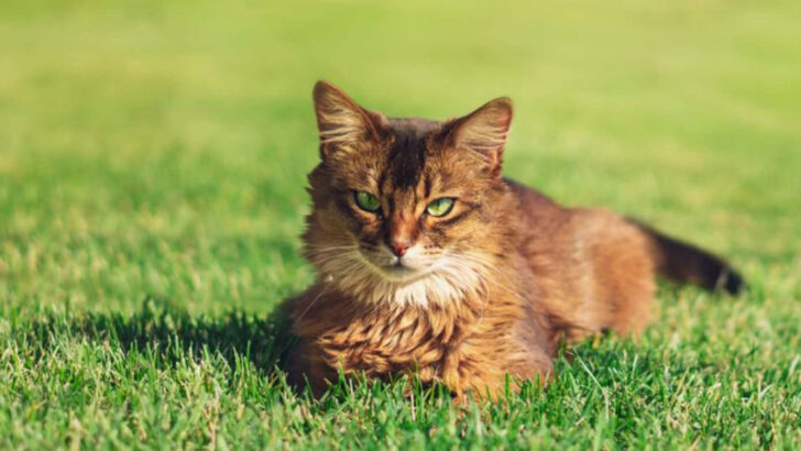 10 Travel-Friendly Cats & 10 That Love Staying Home