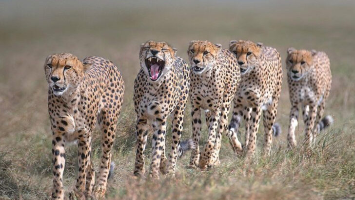 10 Unique Hunting Strategies of the Cheetah