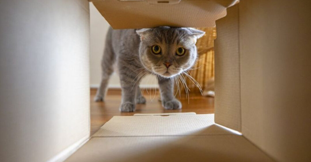 Illustration of Cats Scared Of New Environments