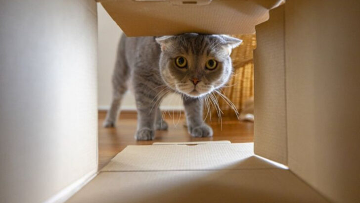 10 Ways Cats Adapt to New Environments More Easily Than Dogs