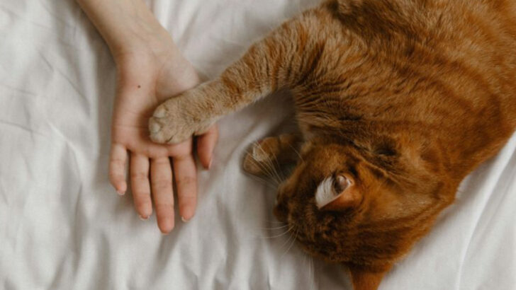 10 Ways You Can Bring Comfort on Your Cat’s Last Day & 5 Mistakes to Avoid