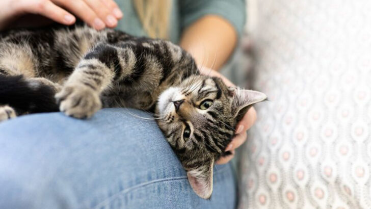 10 Ways Your Cat Shows That She Trusts You & 5 That Reveal Hidden Anxiety