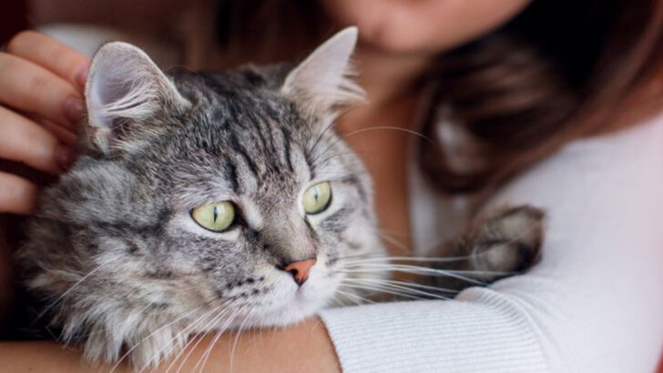 10 Ways You’re Probably Petting Your Cat Wrong & 5 Ways to Do It Right
