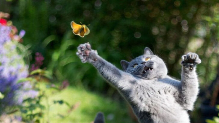 10 Wild Creatures That Turn Your Domestic Cat Into a Fierce Hunter in Seconds