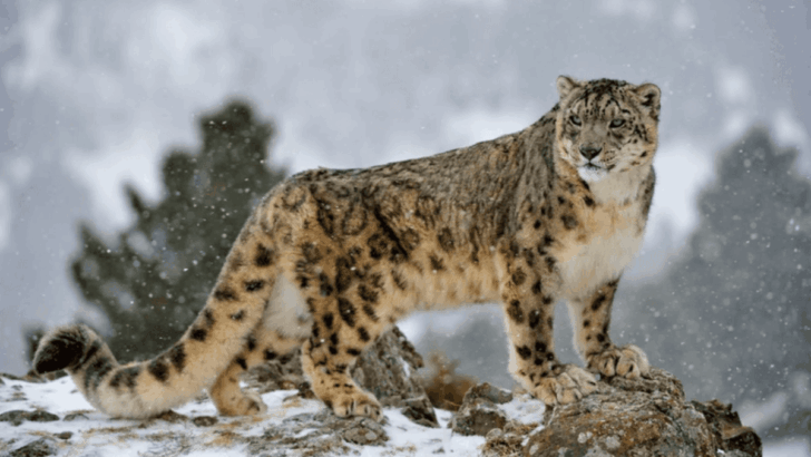 11 Big Cats Across the World And Where To Spot Them