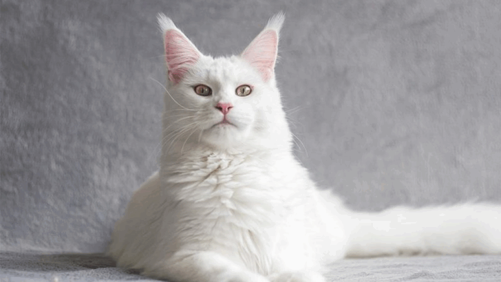 11 Cat Breeds That Are All About That Silky Soft Coat