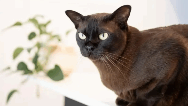 11 Mean Cats You Should Avoid & 9 Chill Cats You’ll Want to Cuddle
