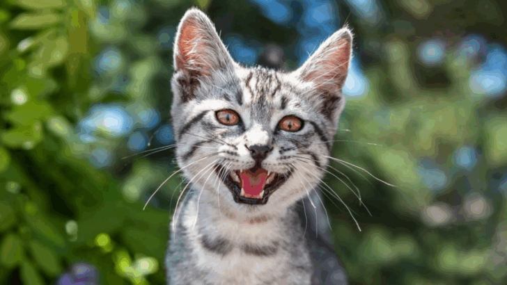 11 Subtle Signs Your Cat Feels Emotionally Safe at Home