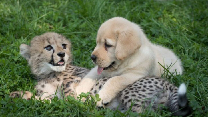 11 Big Cats That Form Bonds Just as Deep as Domestics