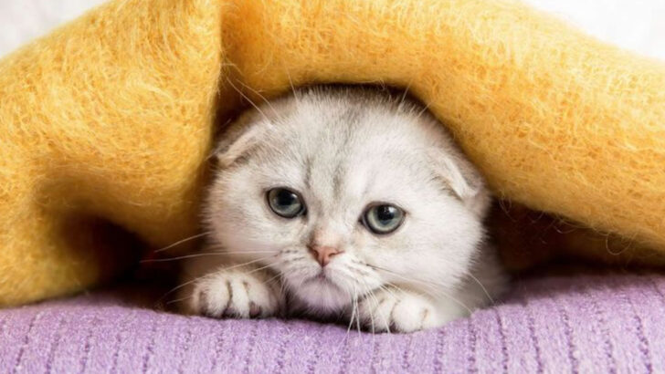 11 Cat Breeds That Demand More Than You Can Give