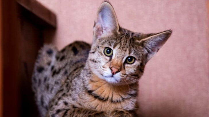 11 Cat Breeds That Don’t Live Long but Leave Lasting Memories