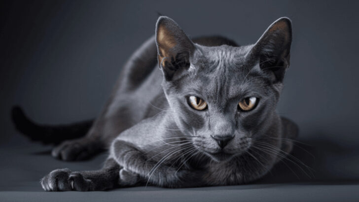 11 Rare Cat Breeds That Are Difficult to Find
