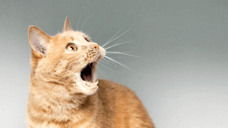 11 Signs Your Cat’s Diet Isn’t Working (And How to Fix It)