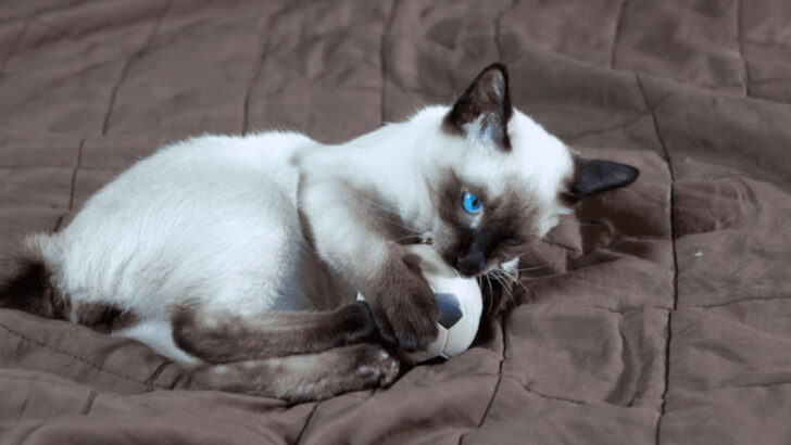 11 Smallest Domestic Cat Breeds That Steal Hearts