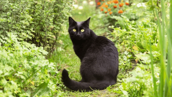 12 Cat Breeds That Form Fast Bonds With the Right Human