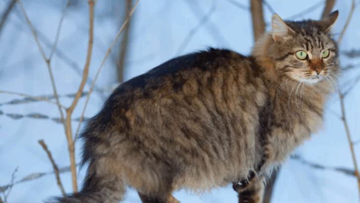 12 Cat Breeds Vets Warn Against & 5 They Highly Recommend