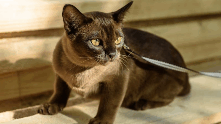 12 Cat Breeds With Dog-Like Personalities