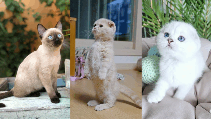 12 Cat Breeds You Recognize Instantly & 6 You’re Probably Misidentifying