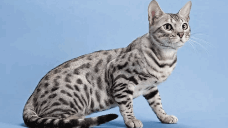 12 Cats That Are Like Mini Tigers (And 5 That Are Calm And Cuddly)
