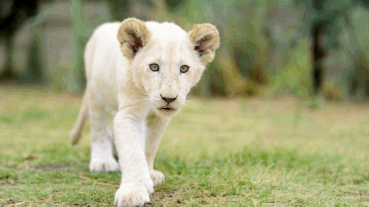 12 High-End Pets That Demand Both Your Time and Your Money