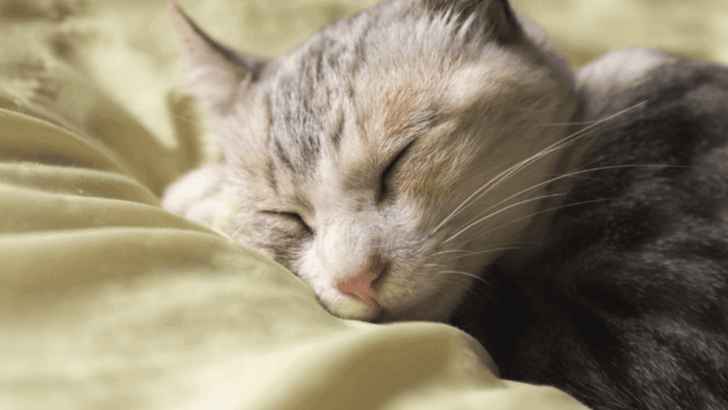 12 Signs Your Cat Trusts You More Than Anyone Else in the House