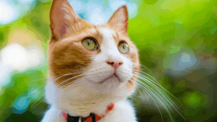 12 Signs You’ve Created a Cat-Friendly Life Without Realizing It