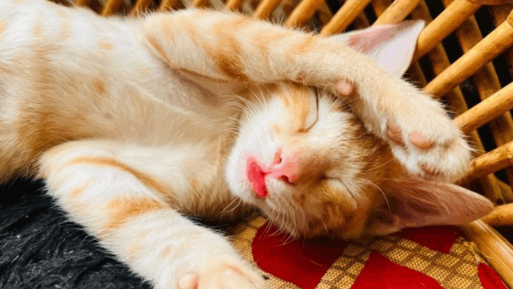 12 Things That Bring Cats Comfort When They Feel Unsettled
