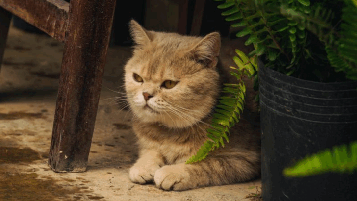 12 Things You Do That Irritate Your Cat & 9 Ways to Win Their Heart