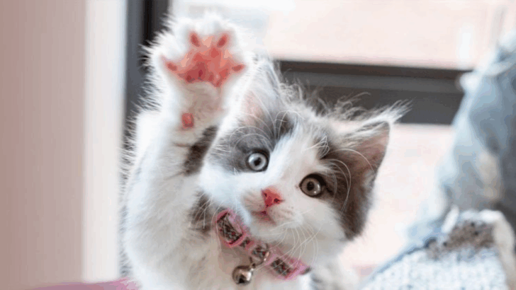 12 Ways to Know When It’s Time to Add Another Cat