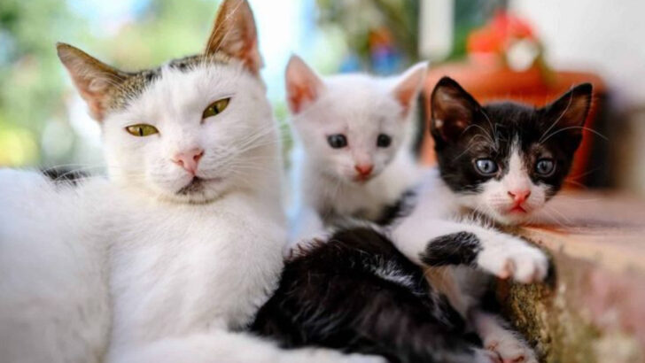 12 Advantages of Having More Than One Cat & 6 Challenges That Come Along