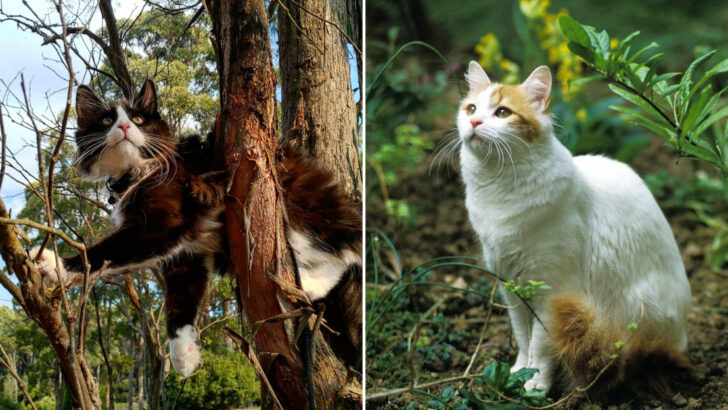 12 Cat Breeds Known For Wandering Off (And 8 That Would Rather Stay Home)