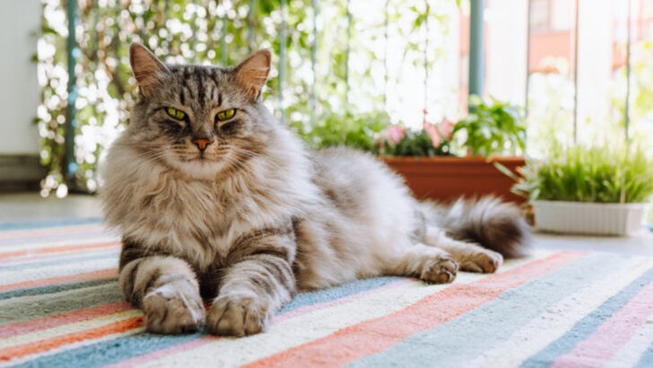 12 Cat Breeds Not Recommended for First-Time Owners