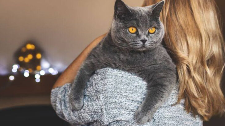 12 Cat Breeds That Adore Seniors & 6 That Need a Younger Playmate