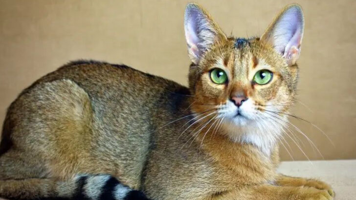 12 Cat Breeds That Are Way Too Wild for Your Living Room