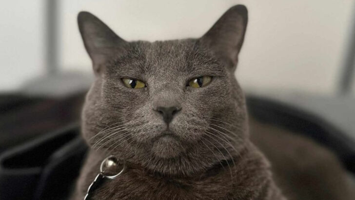 12 Cat Breeds That Keep It Cool & 6 That Might Need Extra Reassurance