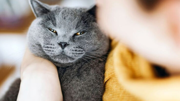 12 Cat Breeds To Get If You Want A Natural Lap Cat