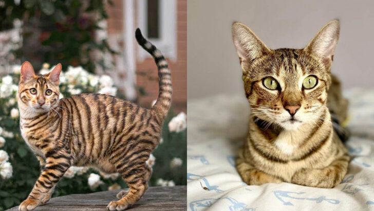 12 Cat Breeds With Tiger Energy & 4 That Are Sweet and Cuddly