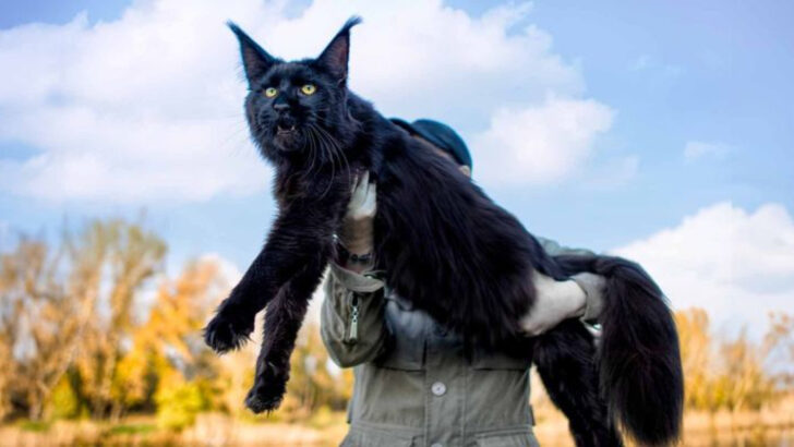 12 Cat Breeds You Should Avoid Bringing Home
