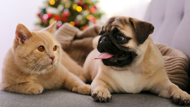 12 Dogs That Don’t Mix Well With Cats & 12 That Become Best Friends Fast
