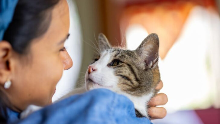 12 Emotional Reasons Cats Are Superior to Dogs as Companions