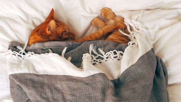 12 Evening Rituals That Make Your Cat Feel Safe and Loved